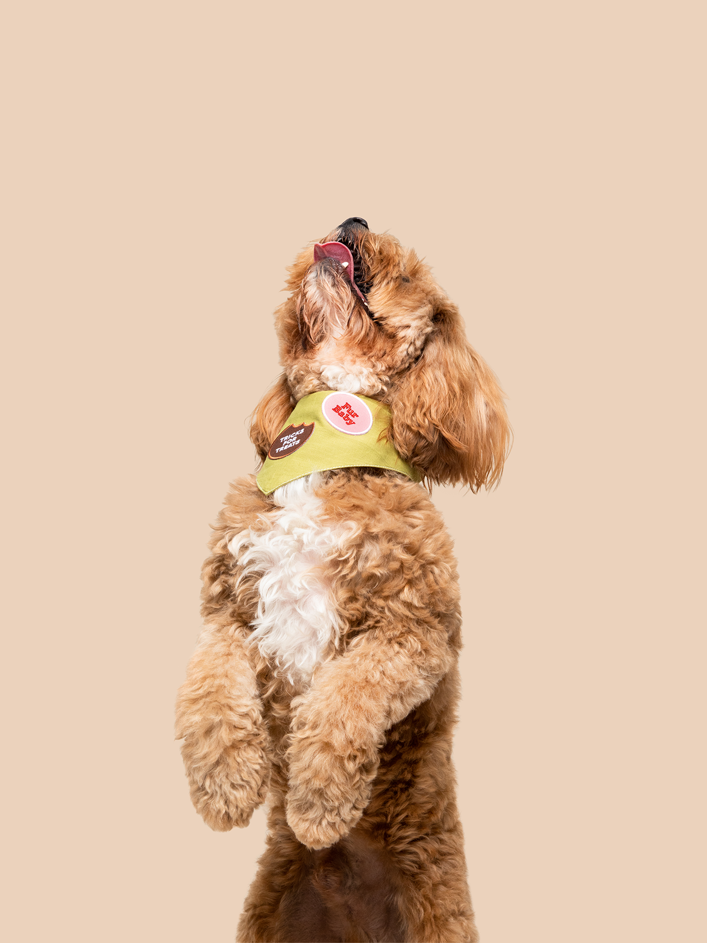 Patch thermocollant Fur Baby - Frankie et Suzie