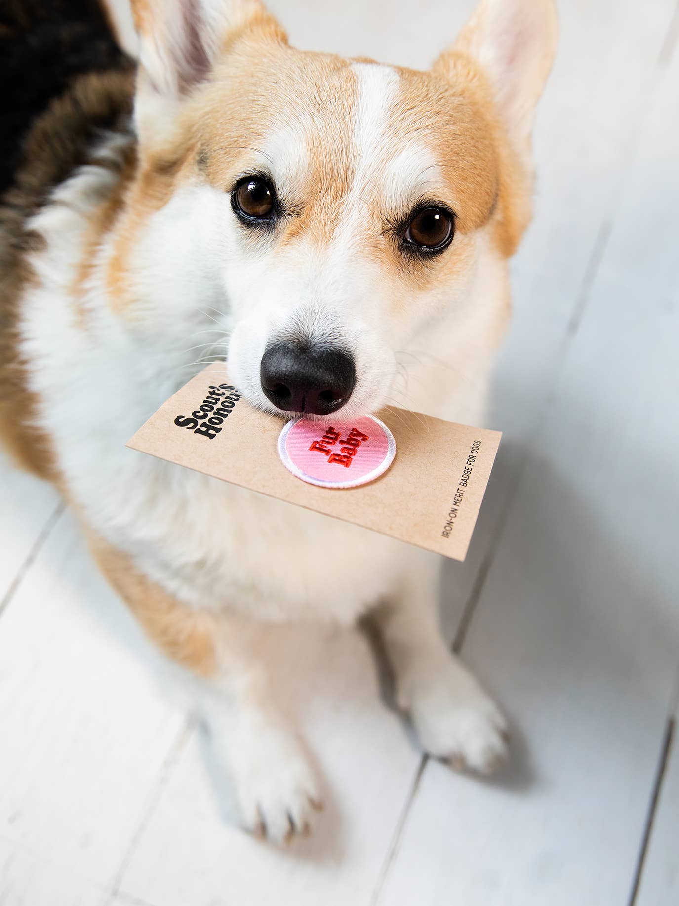 Patch thermocollant Fur Baby - Frankie et Suzie
