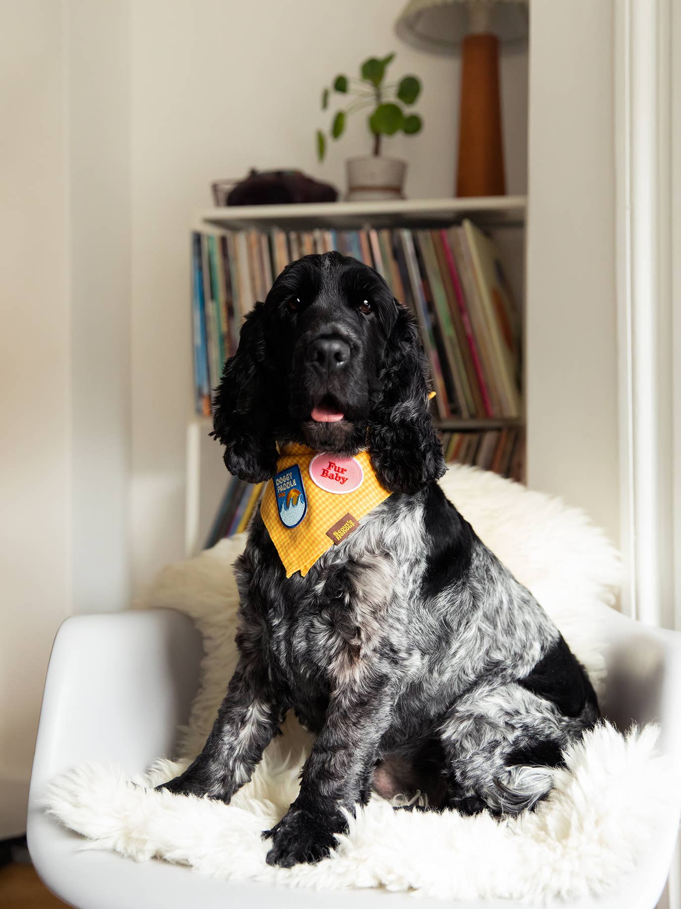 Patch thermocollant Fur Baby - Frankie et Suzie