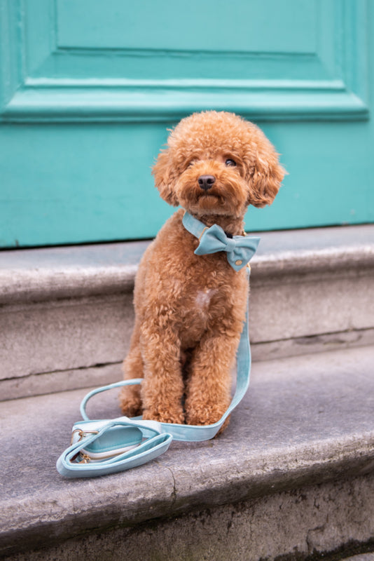 Laisse Minty Mobi - Frankie et Suzie