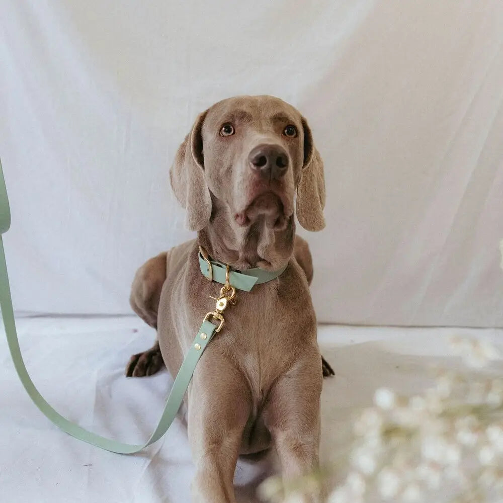 Laisse imperméable sauge