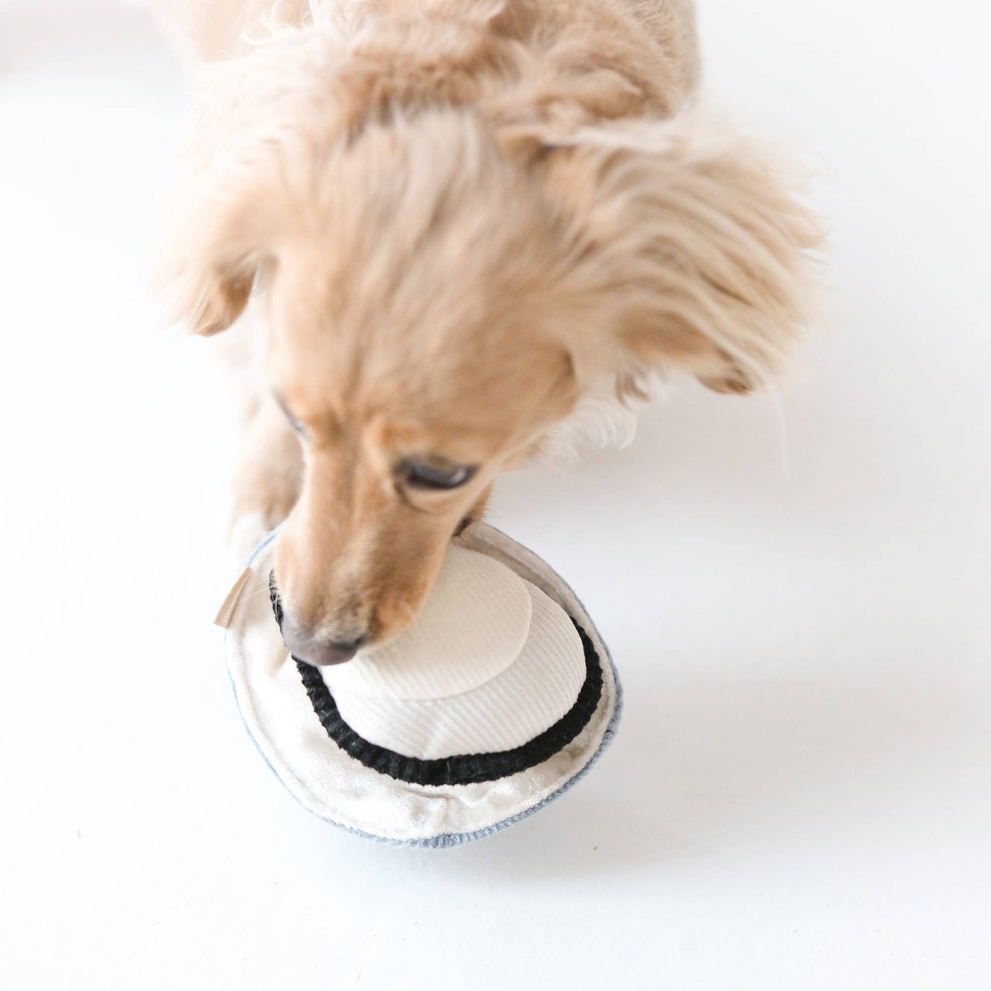 Coquille d'huître de fouille