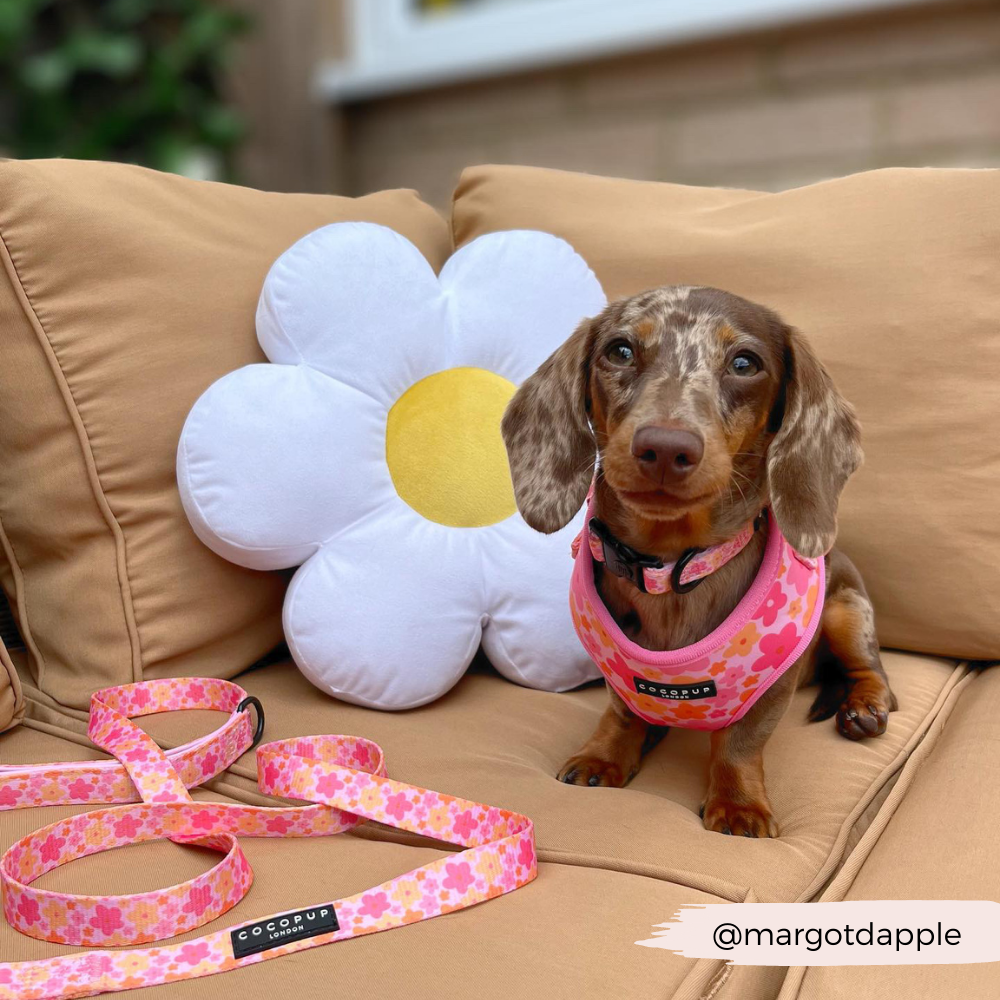 Laisse Summer Bloom - Frankie et Suzie