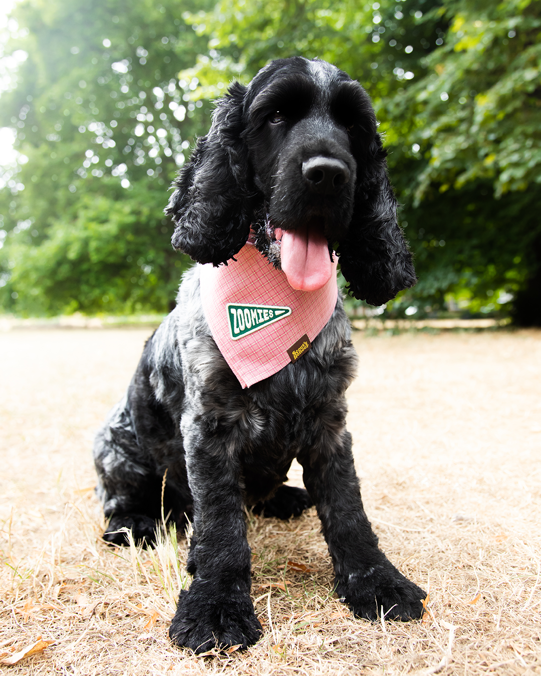 Patch thermocollant Zoomies - Frankie et Suzie