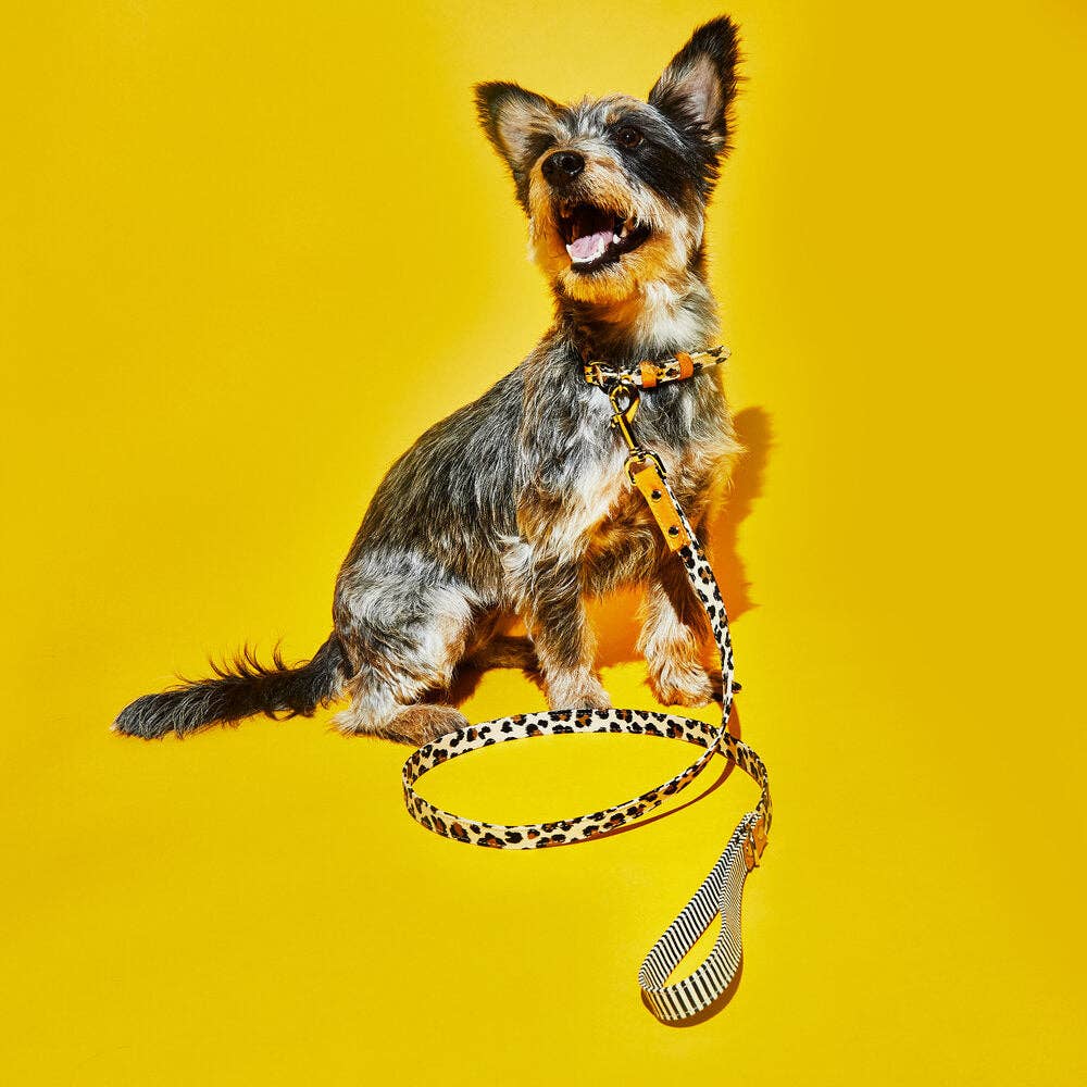 Laisse motif léopard et rayures