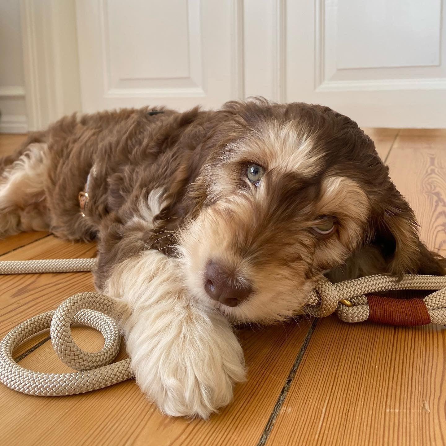 Laisse chai latte - Frankie et Suzie