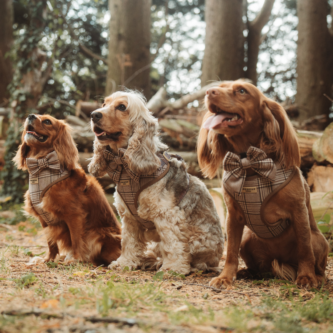 Collier Ă motifs tartan