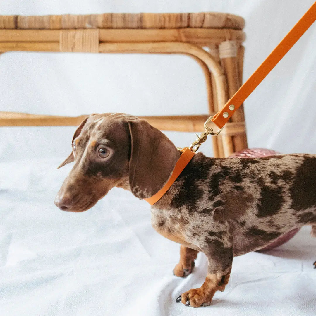 Collier imperméable orange