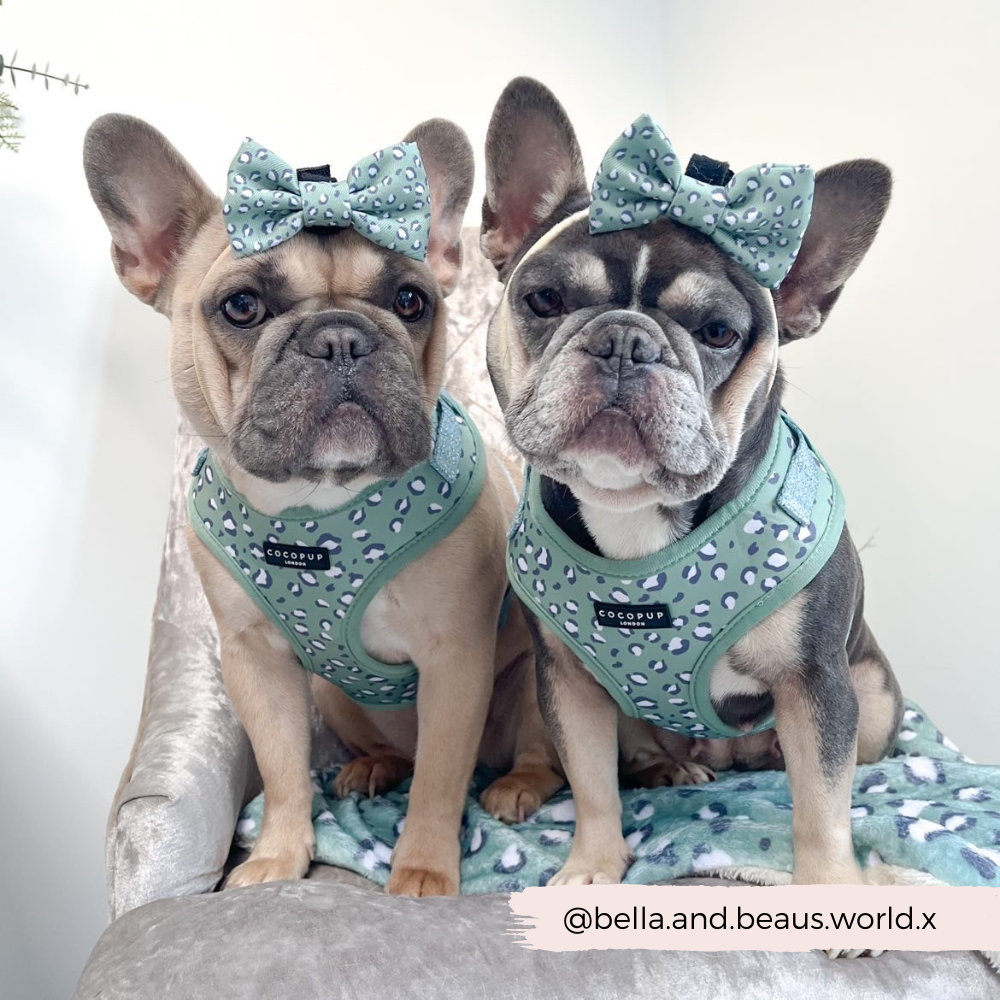 Harnais Leopard vert - Frankie et Suzie