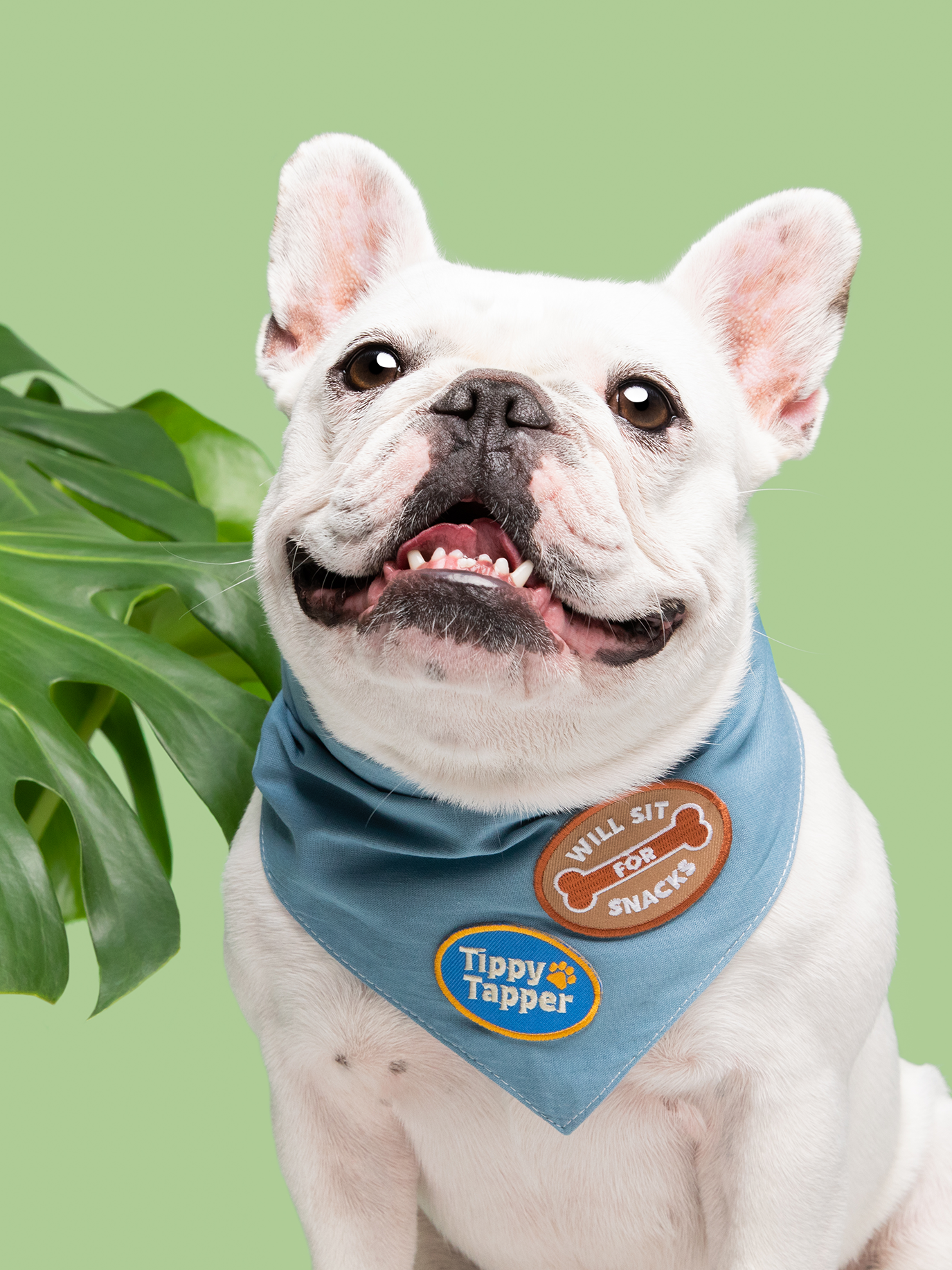 Patch thermocollant Will Sit For Snacks - Frankie et Suzie