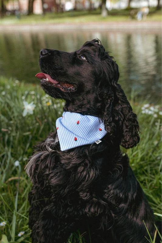 Bandana Françoise à glisser