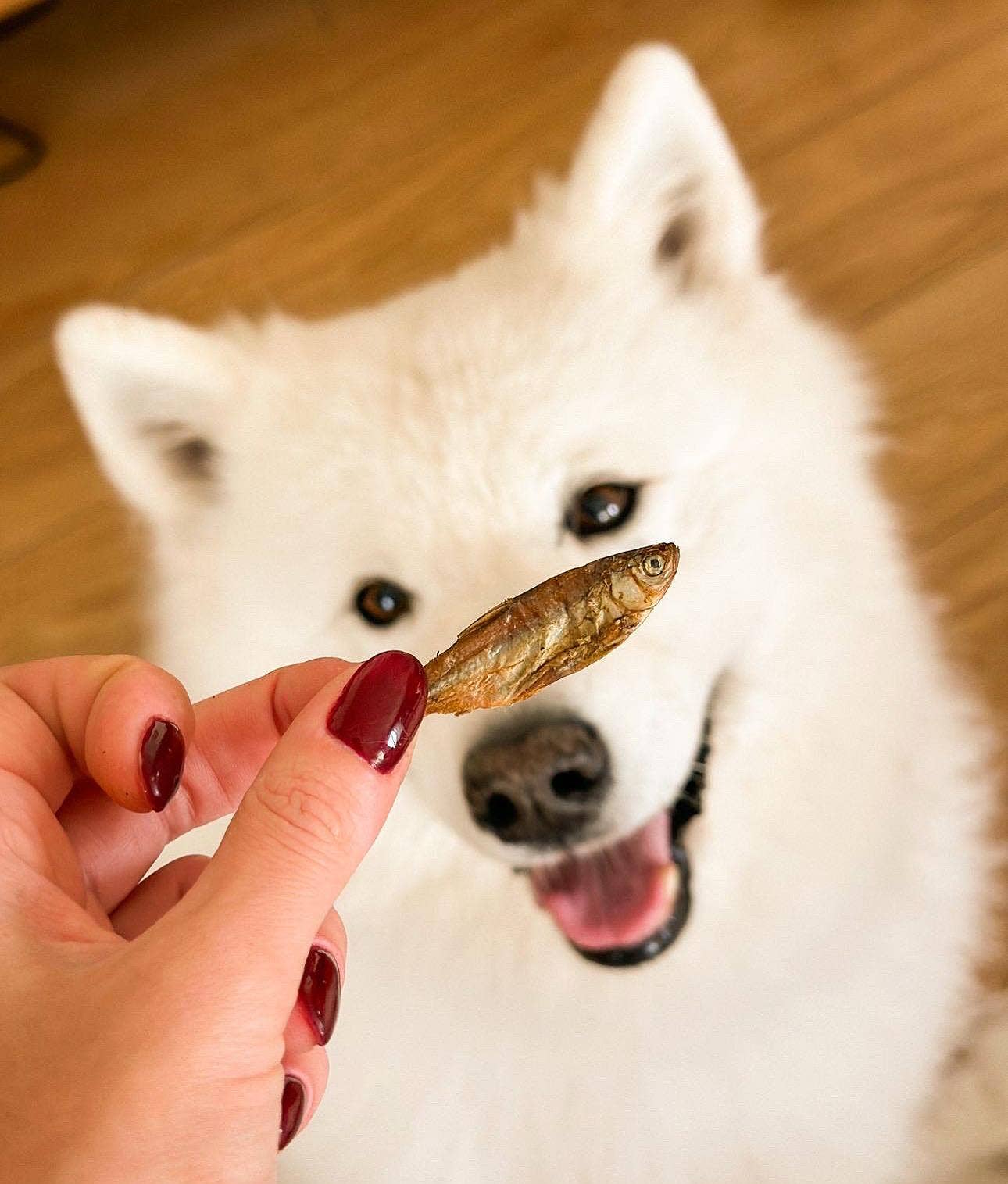 Friandises de poisson séchées à l'air