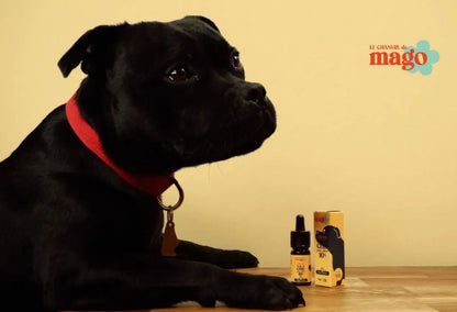 Huile de CBD 10%