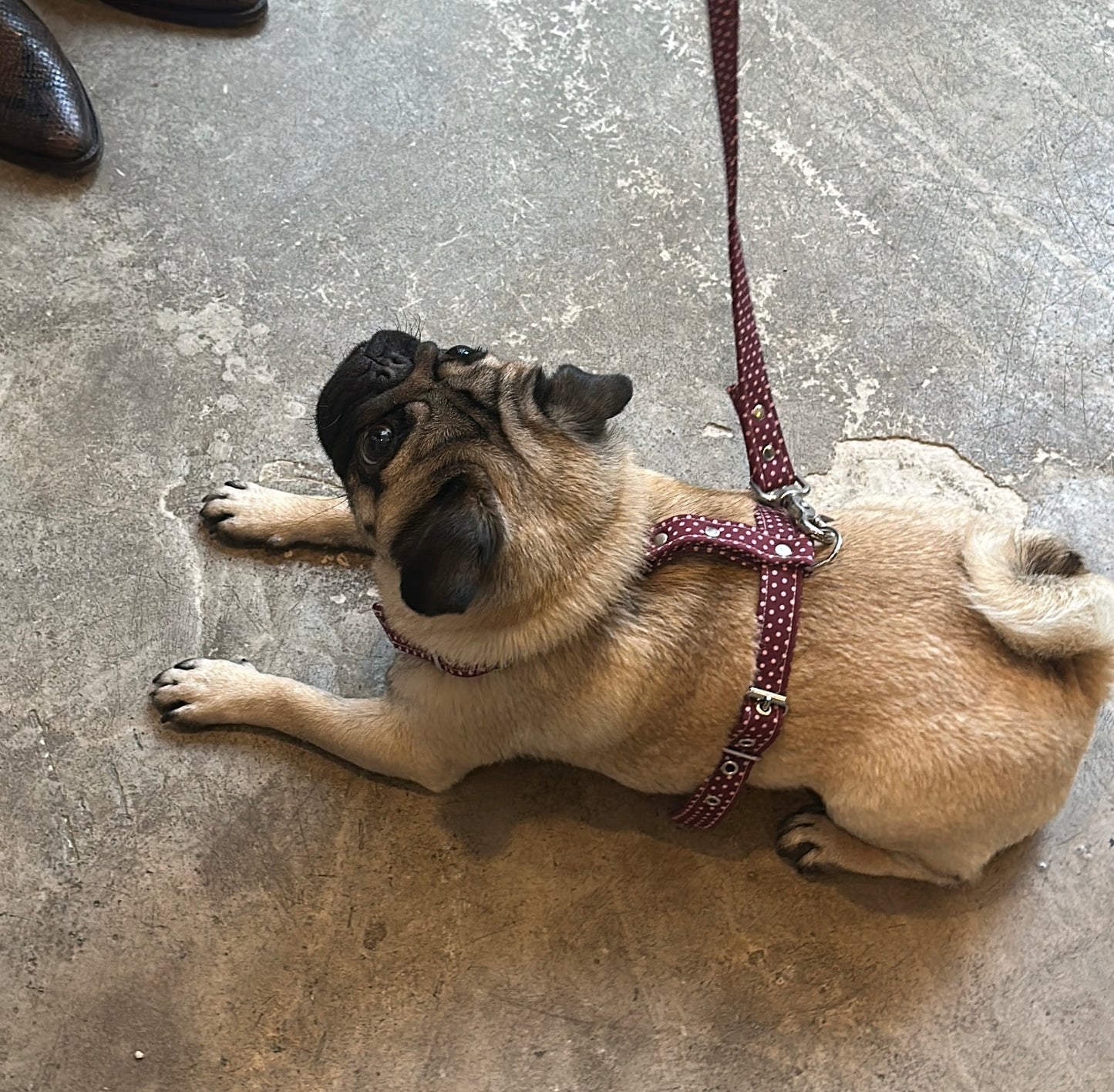 Harnais Cherry Berry - Frankie et Suzie