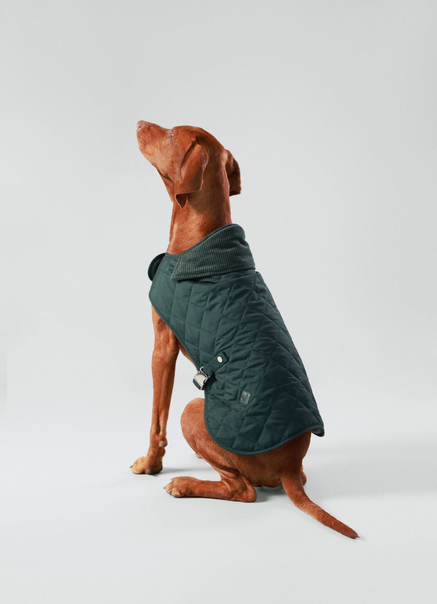 Veste matelassée pour chien Hackett x Hugo Hudson, vert forêt: S35