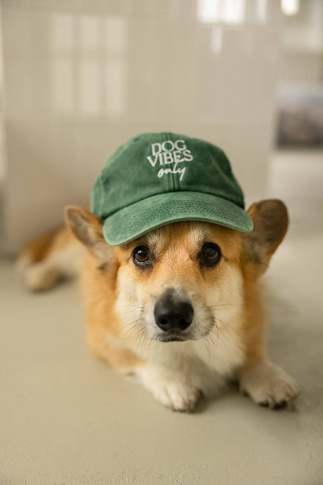 Casquette Dog vibes only