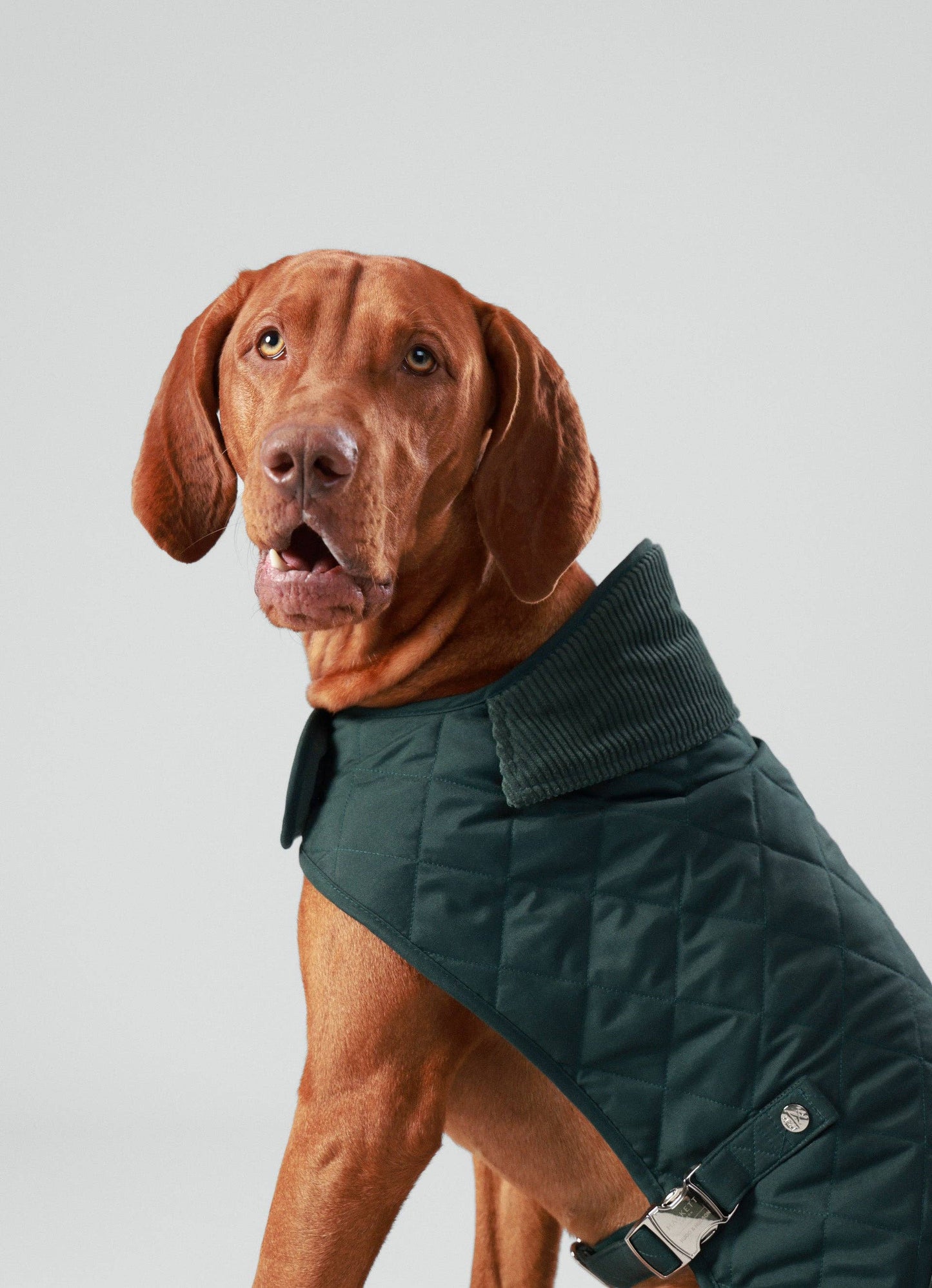 Veste matelassée pour chien Hackett x Hugo Hudson, vert forêt: M40